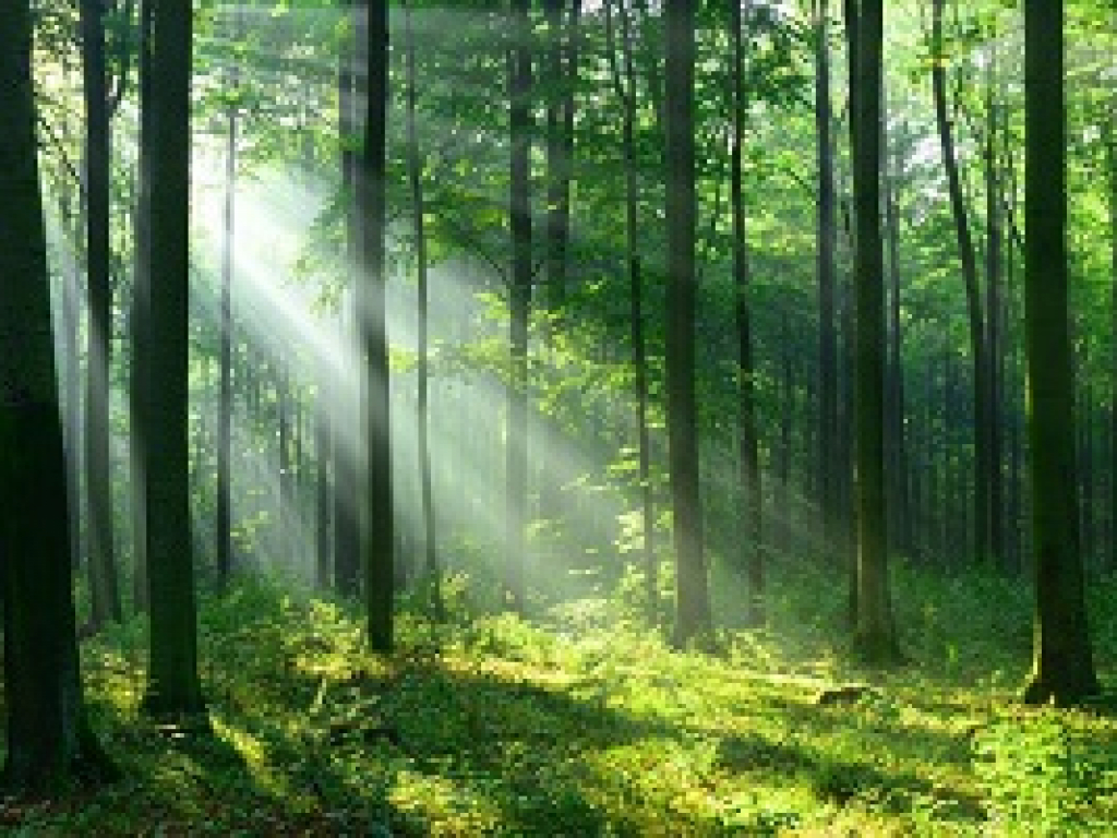 Hutan