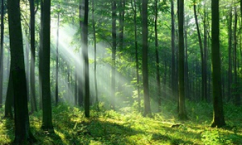 Hutan